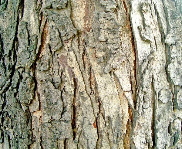 Tekstury Tła Wzór Brązowego Drewna — Zdjęcie stockowe