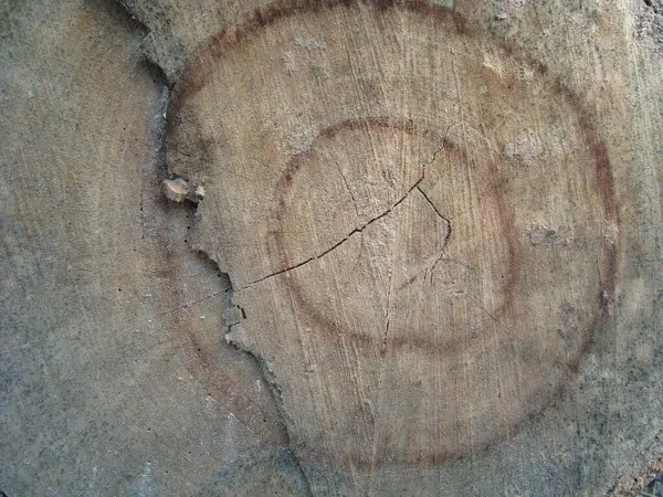 Bir Ağaç Kütüğünün Deseni Bir Parça Halkası — Stok fotoğraf