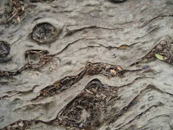 Текстура Фона Коричневого Дерева — стоковое фото