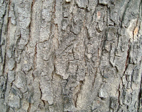 Panneau Bois Texture Fond Image En Vente