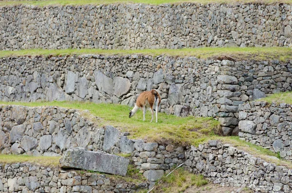 Machu Picchu Bir Lama — Stok fotoğraf