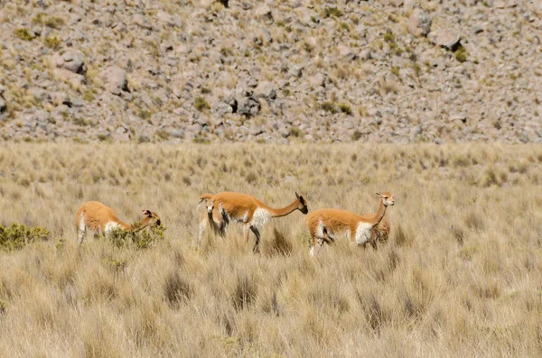 Peru Daki Bir Dağda Beyaz Kırmızı Geyik Sürüsü — Stok fotoğraf