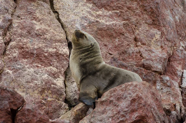 Kayalara mühür vurun.