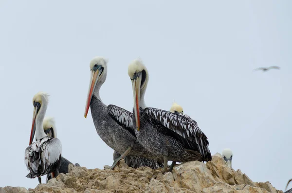Pelikan kuşu denizdeki kayanın üstünde