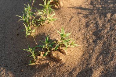 Çölde yetişen yeşil bitki