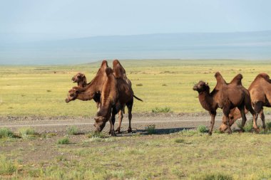Moğolistan bozkırlarında yolda vahşi develer.