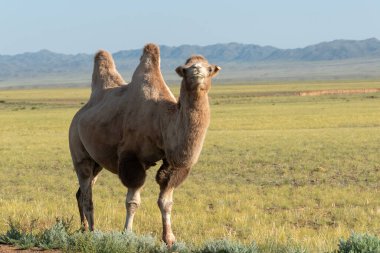 Moğolistan bozkırında deve