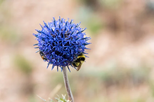 Devedikeni tarlasında bir çiçeğin üzerindeki arı