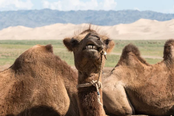 Wielbłąd Pustyni Gobi Mongolia — Zdjęcie stockowe