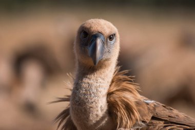 Yuvadaki güzel bir akbabaya yakın çekim