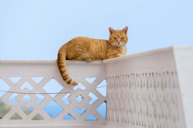 Evin çatısındaki kedi.