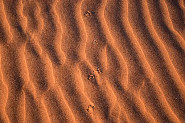 Fußabdrücke Morgen Der Sahara — Stockfoto