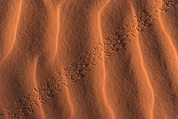 Wüstensand Mit Fußabdrücken Der Sahara Wüste — Stockfoto