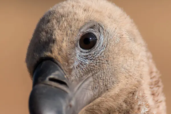 Nahaufnahme Des Vogels Fokus Auge Blick Die Kamera — Stockfoto