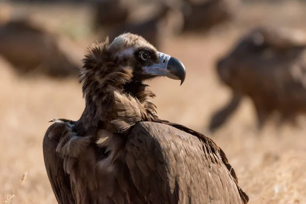 Black Vulture Spanish Field — Stock Photo, Image