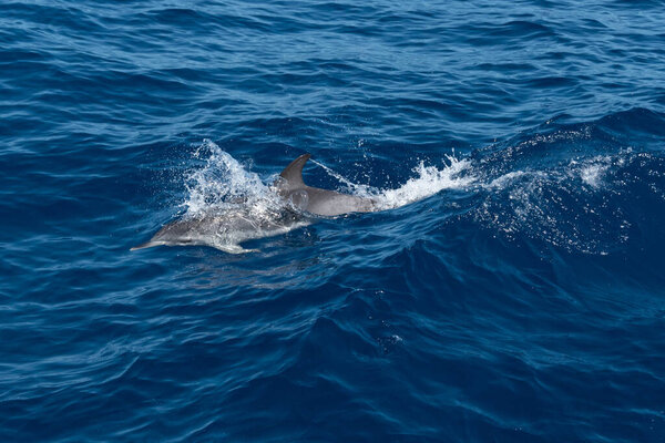 dolphin swimming in the sea sea, la palma, canary islands
