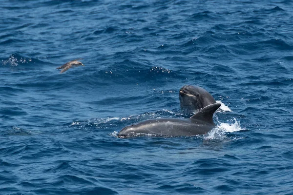 Sea Dolphin Swimming Sea — Stock Photo, Image