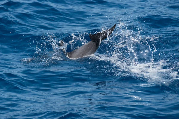 Δελφίνι Κολύμπι Στη Θάλασσα — Φωτογραφία Αρχείου