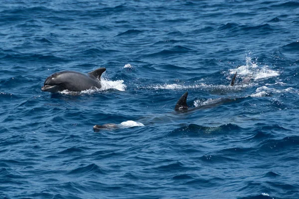 Yunuslar denizden atlıyor..