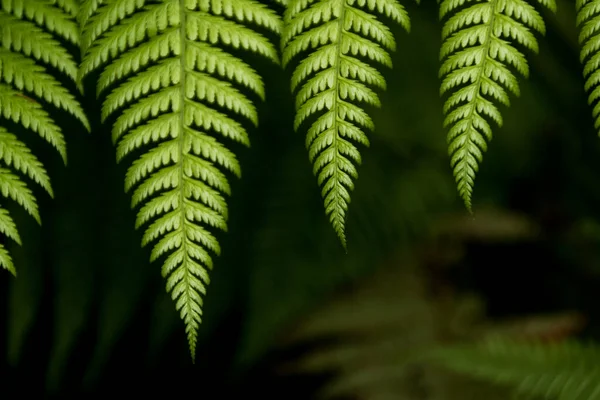Fern Leaf Nature — Stock Photo, Image