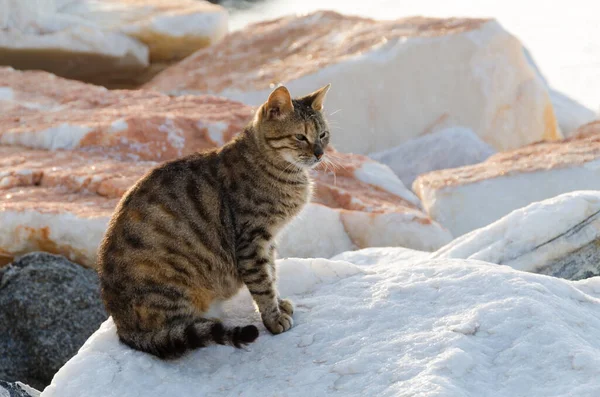 kedi doğada, naxos adası, Yunan