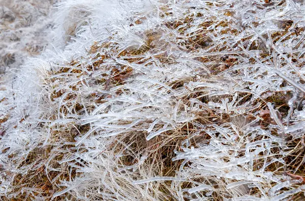 Замерзшая Трава Снегу — стоковое фото