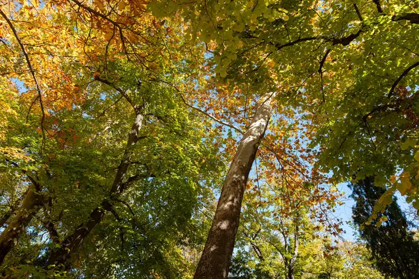 Podzimní Krajina Žlutými Listy — Stock fotografie