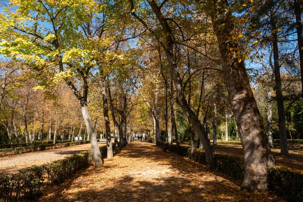 Piękny Jesienny Park Żółtymi Pomarańczowymi Drzewami Tle — Zdjęcie stockowe