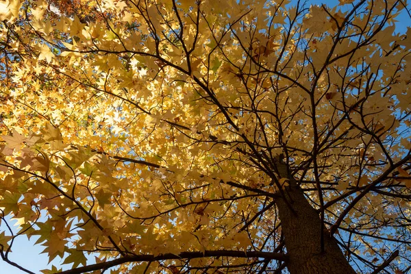 Žluté Listy Podzim — Stock fotografie