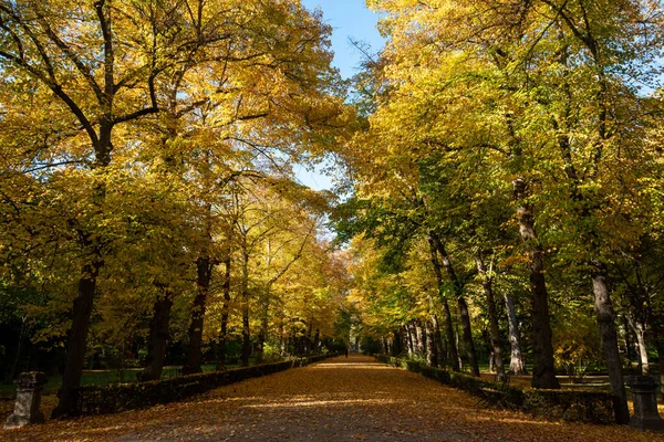 Красивая Осенняя Аллея Деревьями — стоковое фото