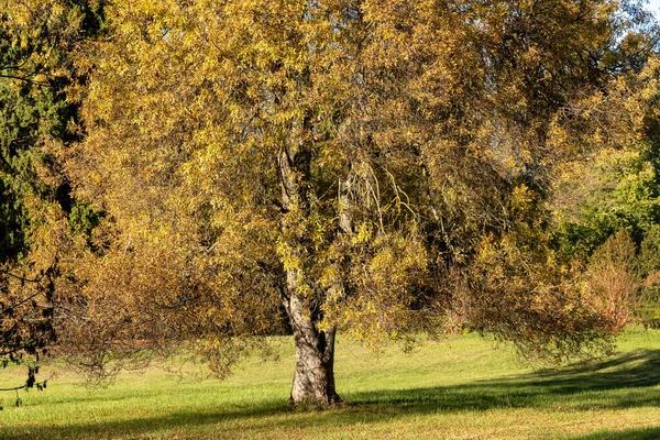 Jesień Parku Porośniętym Żółty — Zdjęcie stockowe