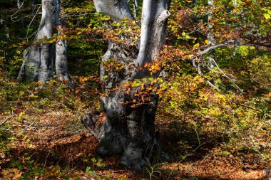 Ağaçlar ve yapraklarla dolu güzel sonbahar manzarası