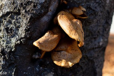 Ağaçtaki mantarlar.