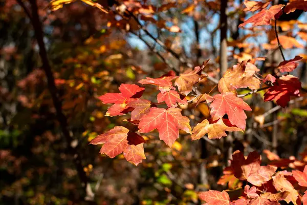 Czerwone Liście Jesienią — Zdjęcie stockowe