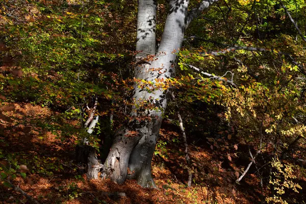 Fantastyczny Pnia Drzewa Jesienią — Zdjęcie stockowe