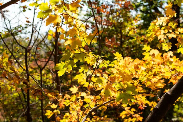 Цветные Листья Осенью — стоковое фото