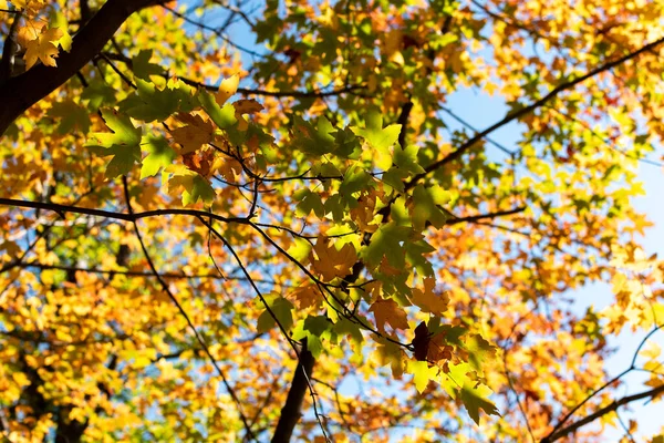 Цветные Листья Осенью — стоковое фото
