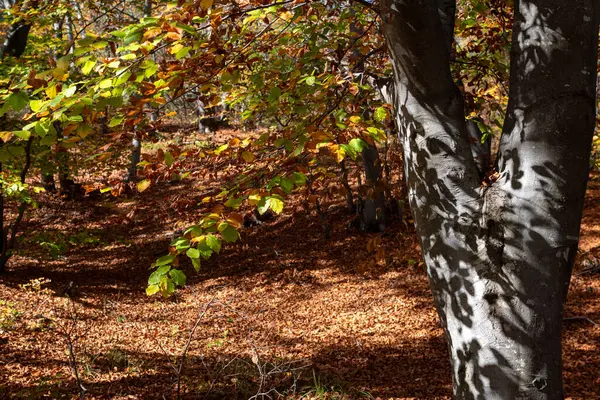 Piękne Drzewo Jesienią — Zdjęcie stockowe