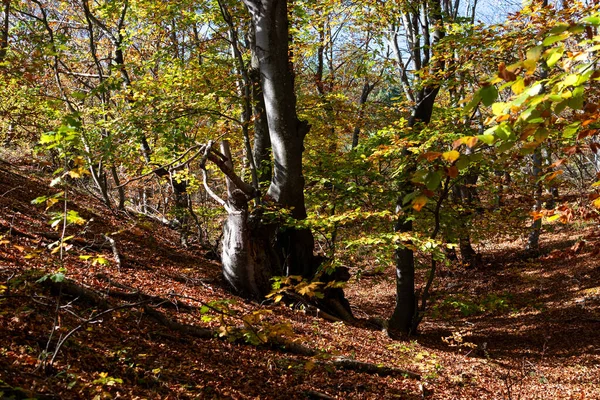 Jesień Krajobraz Kolorowych Drzew Lesie — Zdjęcie stockowe