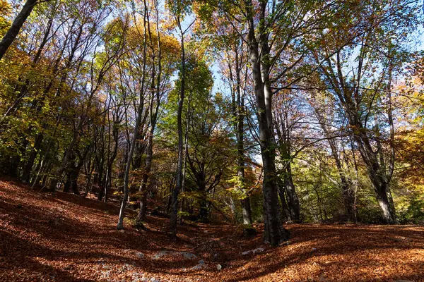 Drzewa Światło Jesienią — Zdjęcie stockowe