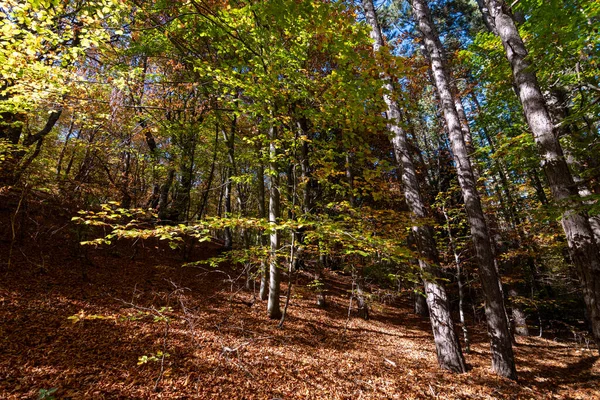 Drzewa Suche Liście Lesie Bułgarskim — Zdjęcie stockowe