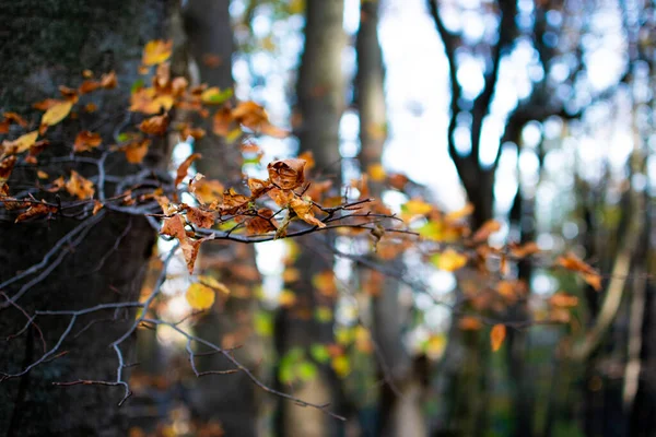 Осенние Листья Деревьев — стоковое фото
