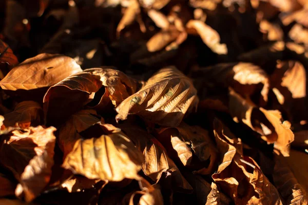 Tło Suchych Liści Jesieni — Zdjęcie stockowe