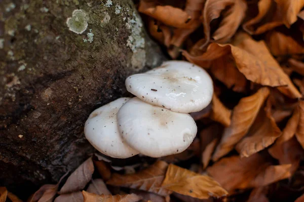 Weißer Pilz Wächst Wald — Stockfoto