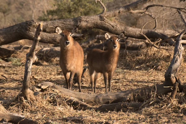 Kuduhirsche Natürlichen Lebensraum — Stockfoto