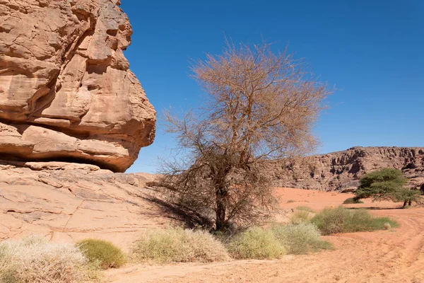 Een Boom Sahara Woestijn Algeria — Stockfoto