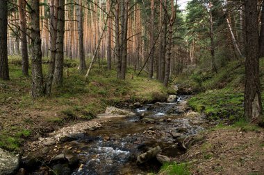 Ağaçlı bir ormanın güzel bir görüntüsü.