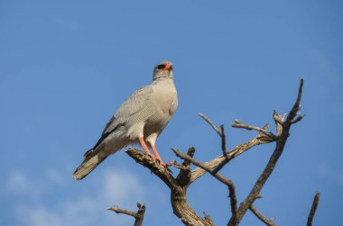 bir daldaki kuş
