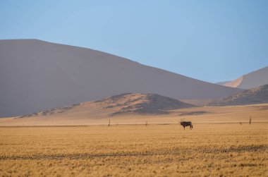 45 kum tepesi vadisinin güzel manzarası, namibya