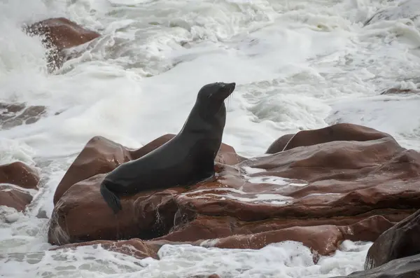 sahilde karadeniz mührü